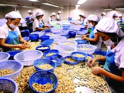 cashew nut exports concerns about lower prices