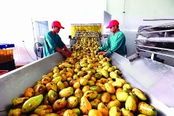 Fruit and vegetable exports increase in most markets