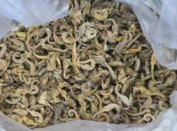350kg of smuggled seahorses seized at Hai Phong port
