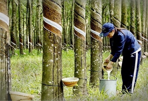 Rubber exports face competition in the Netherlands market