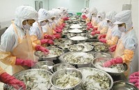 Small production "hindered" Vietnamese shrimp industry
