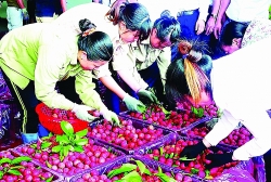 inter sectors work to remove difficulties in exporting agricultural products