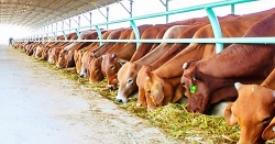 Concerns about the high price of animal feed