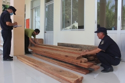 Dong Thap Customs seizes a large volume of wood smuggled from Cambodia