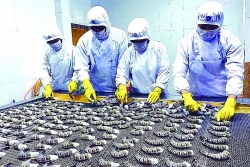 Seafood enterprises adjust their revenue in 2023 because of difficulties in exporting