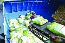 Rice exports surge triumphantly