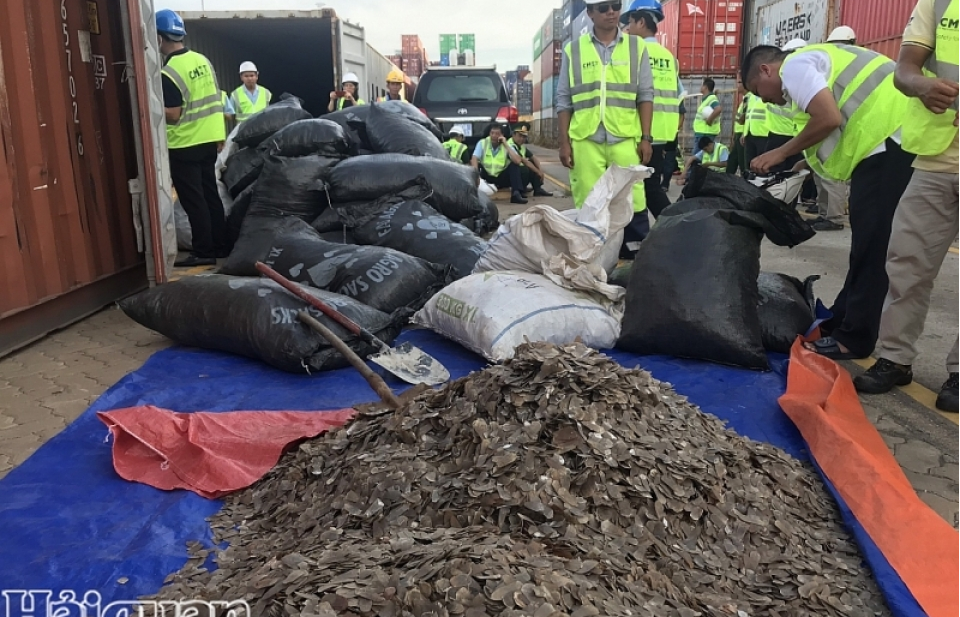 Tons of pangolin scales hidden in cashew shipment