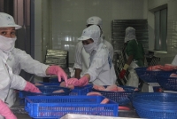 Seafood enterprises are angry with limitation of raw materials in certificate