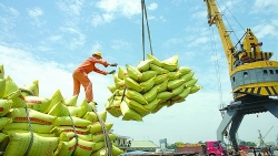 Rice exports to prosper in the second half of year