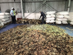 Smuggling ring trading ivory and pangolin scales worth VND300 billion arrested