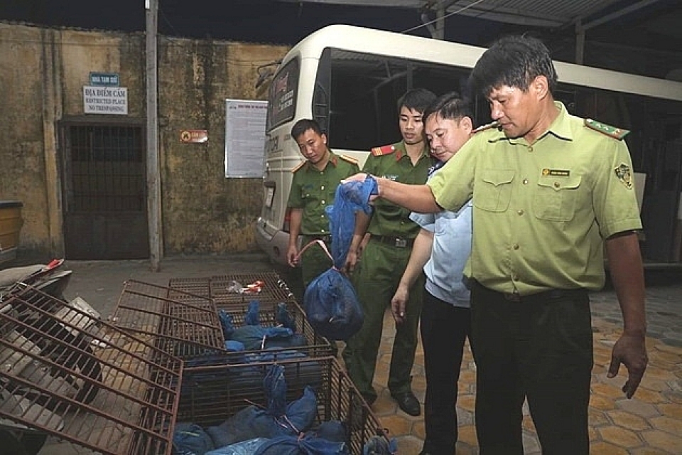 cau treo customs seized 140 kg pangolins transported from laos to vietnam