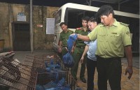 Cau Treo Customs seize 140 kg pangolins transported from Laos to Vietnam