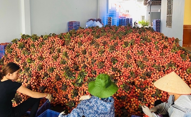 decreasing sharply in china fruit and vegetable exports rebound almost throughout the market