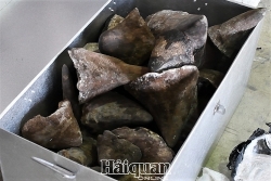 Da Nang Customs seizes a huge volume of suspected rhino horns and wildlife bones