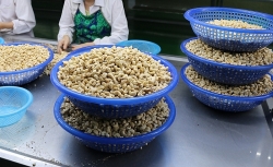 Binh Phuoc Customs facilitates sustainable development of cashew businesses