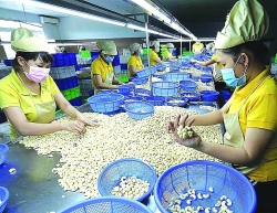 Cashew industry lowers export targets due to difficulties