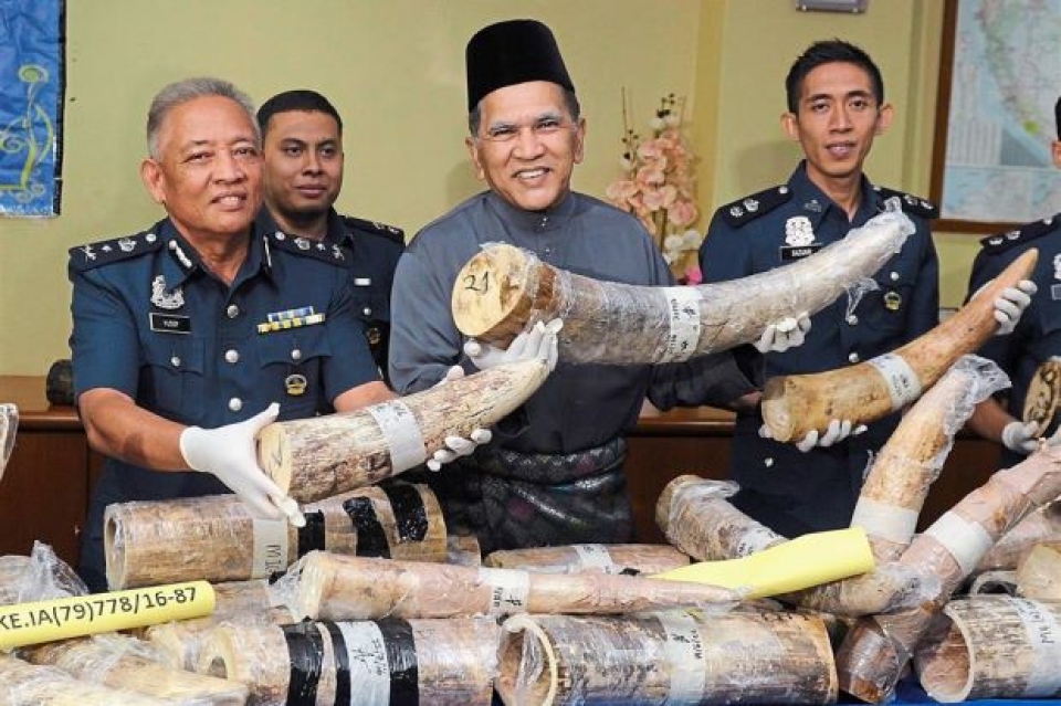 customs seize over rm10mil worth of ivory pieces