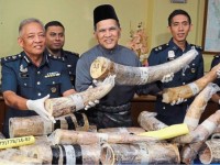 Malayssia Customs seize over RM10mil worth of ivory pieces