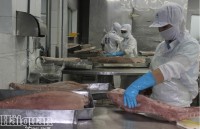 Seafood exports up due to shrimp