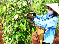 vietnams pepper industry facesdouble difficulties