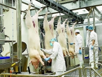 Supply-demand of pork: Ensuring stabilization of prices by fourth quarter