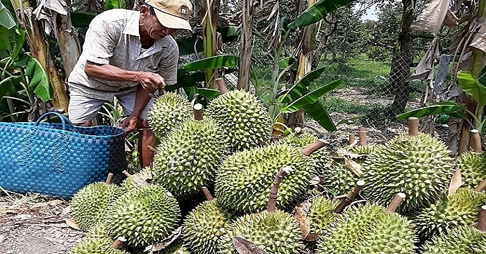 the general department of taxation responds to information on collecting tax for durian