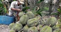 The General Department of Taxation responds to information on “collecting tax for durian”