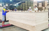 solution to cope withanti tax evasion against plywood products