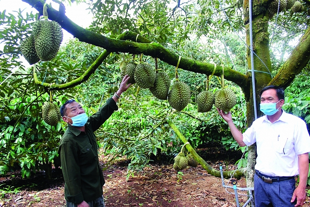 Fully meet China's test to speed up durian exports