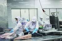 EVFTA "hurrying" tuna exports