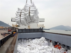 Vietnamese rice exports to EU speed up