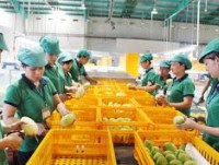 It is difficult to protect Intellectual Property Rights for exported fruit