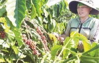 Export of coffee: quantity ranks second, price ranks last