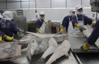 Tuna export decrease in many markets