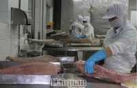 Export of many key fishery products decreased