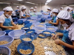 cashew kernel exports prosper when the us and china increase demand
