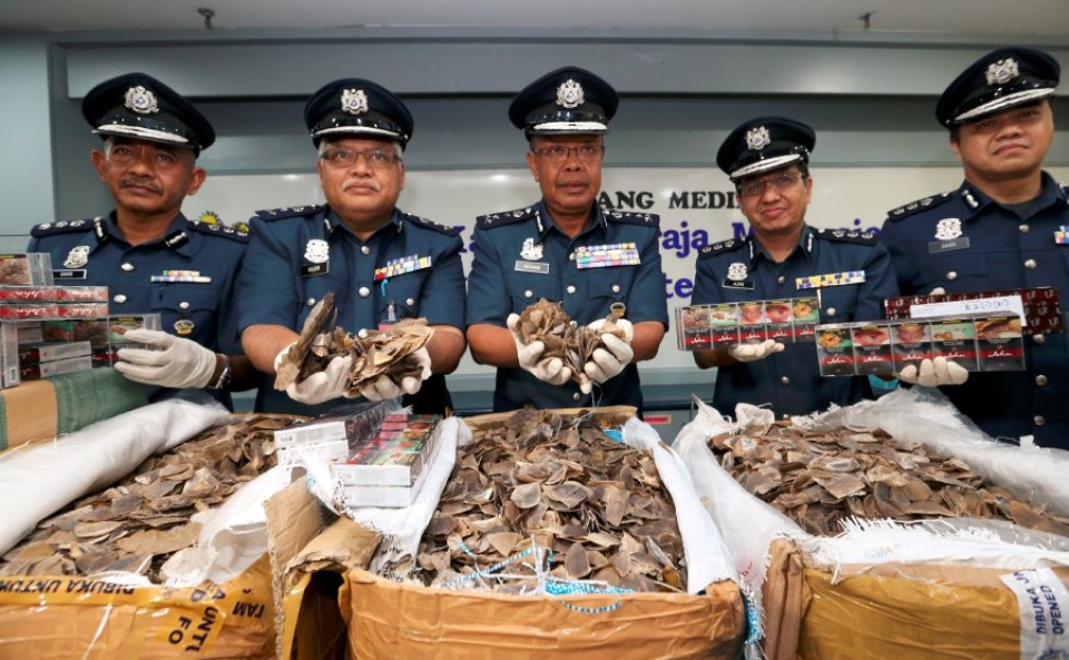 klia customs seizes hong kong bound pangolin scales worth rm44m