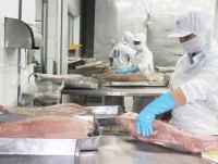 The seafood companies push export turnover in the last months of the year