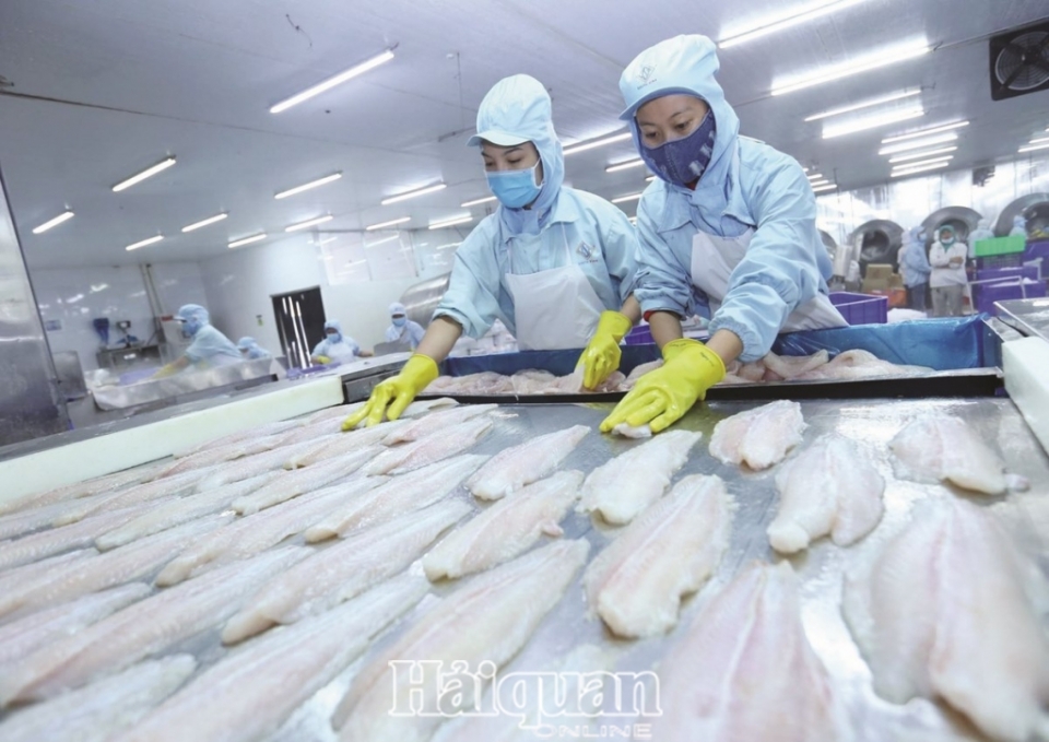 the us accept the equivalent system great opportunity of export of vietnamese pangasius