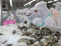 Shrimp exports still declining