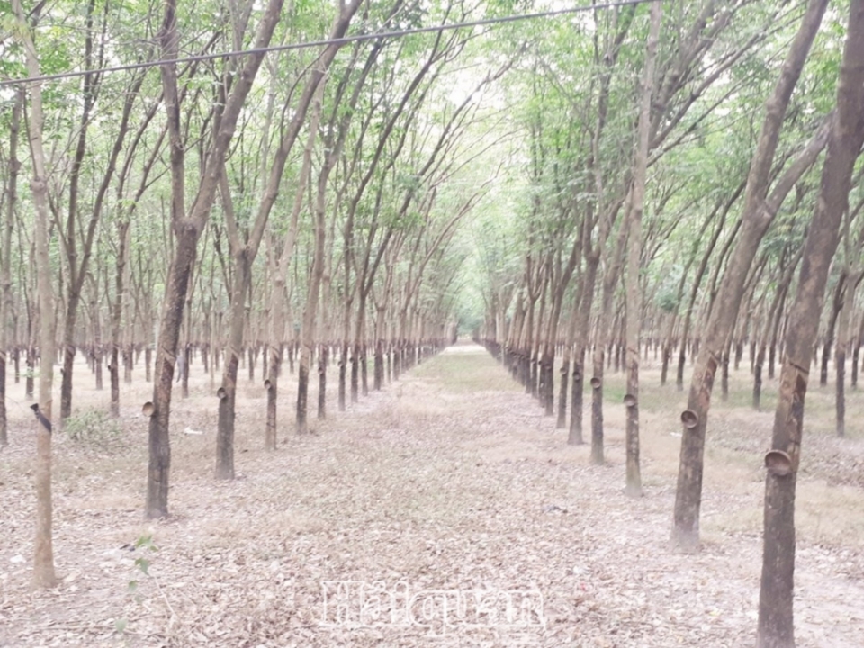 new development for rubber industry
