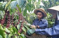 Increase processing to increase the value of Vietnamese coffee beans