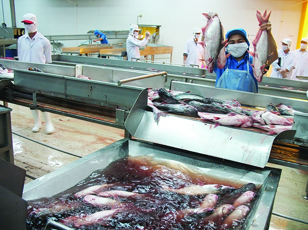Area of pangasius farming decreases, concerns about lack of raw materials for export