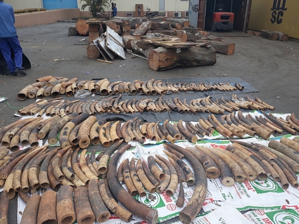 hai phong customs arrested tons of smuggled ivory and pangolin scales