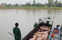 Customs takes many measures to fight against pig smuggling