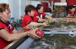 Vietnamese dragon fruit has potential to be exported to India