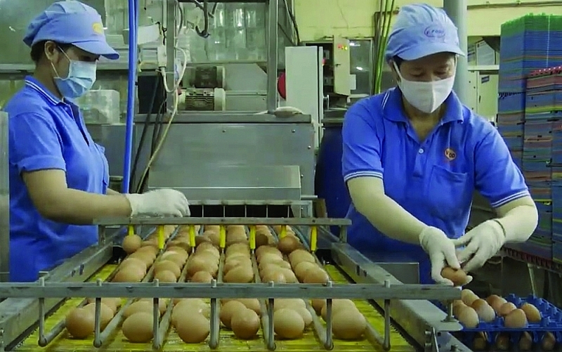 Production activities at Vinh Thanh Dat Food Joint Stock Company. Photo T.L