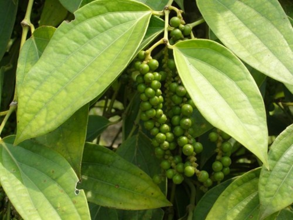 vpa warned that the vietnam pepper import export contracts cancelled