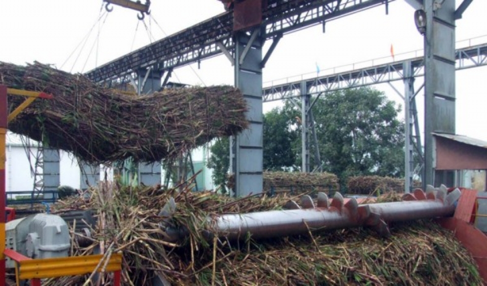 sugar cane waits for rescue