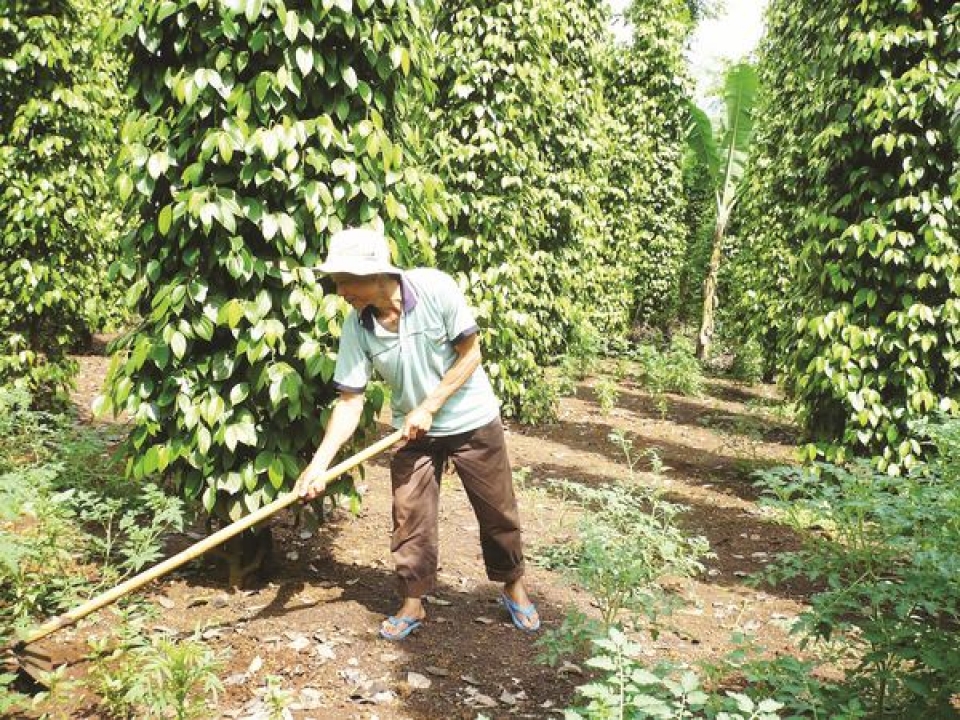 sustainable growth for pepper industry